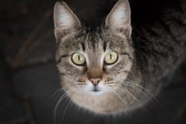 Quel est le meilleur Traceur Gps Chat de 2026 ?